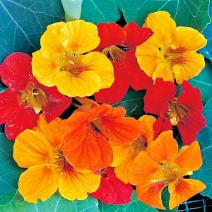 Sarkan latin çiçeği tohumu dervişkuşu varyetesi nasturtium