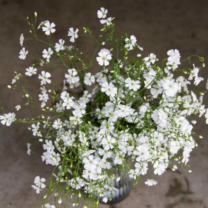 Gypsophila tohumu bebek nefesi çiçeği