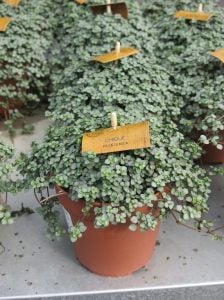 Sarkan pilea glauca saksıda