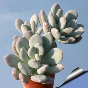 Pachyphytum oviferum sukulent bitki