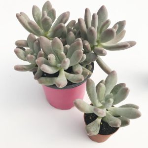 Pachyphytum oviferum sukulent bitki