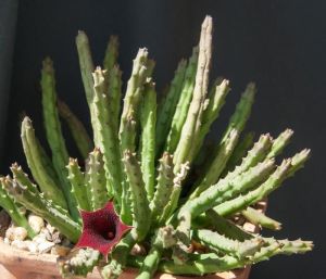 Huernia pendula sarkan sukulent