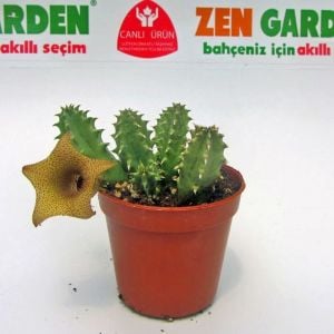 Huernia boleana sukulent bitki