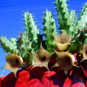 Huernia boleana sukulent bitki