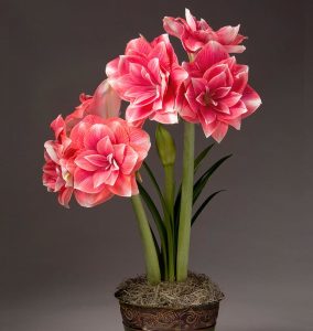 Double Dream amaryllis ithal Güzel Hatun çiçeği