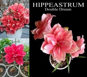 Double Dream amaryllis ithal Güzel Hatun çiçeği