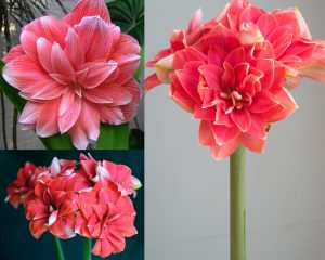 Double Dream amaryllis ithal Güzel Hatun çiçeği