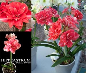 Double Dream amaryllis ithal Güzel Hatun çiçeği