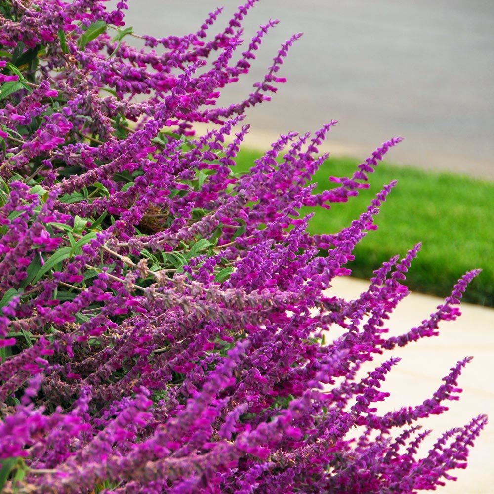 Salvia leucantha süs adaçayı fidesi mexican bush sage