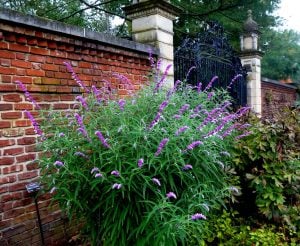 Salvia leucantha süs adaçayı fidesi mexican bush sage