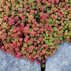 Sedum oreganum sukulent bitki