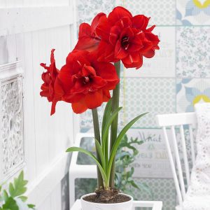 Double King amaryllis ithal Güzel Hatun çiçeği