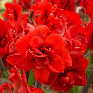 Double King amaryllis ithal Güzel Hatun çiçeği