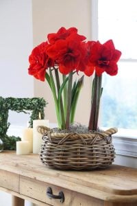 Double King amaryllis ithal Güzel Hatun çiçeği