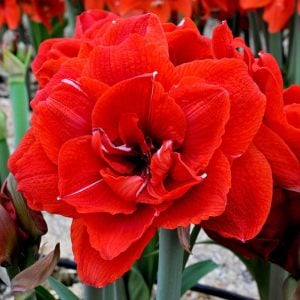 Double King amaryllis ithal Güzel Hatun çiçeği
