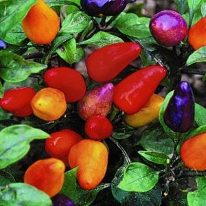 Orta acı süs biberi tohumu aurora ornamental pepper