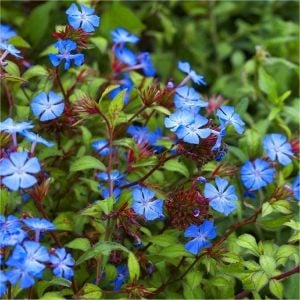 Ceratostigma griffithii fidesi griffith's plumbago