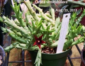 Orbea semitubiflora leş kaktüsü