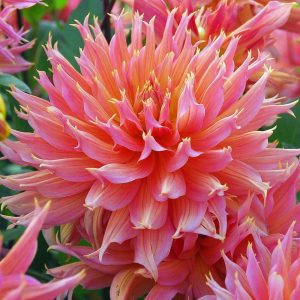 XXL Omega yıldız çiçeği soğanı dahlia çap: 20 cm