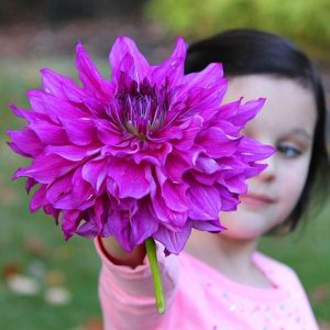 XXL Purple Taiheijo yıldız çiçeği soğanı dahlia çap: 25 cm