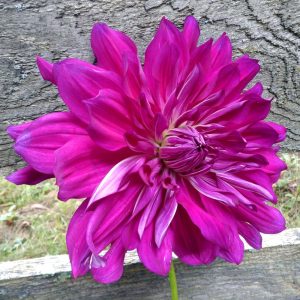 XXL Purple Taiheijo yıldız çiçeği soğanı dahlia çap: 25 cm