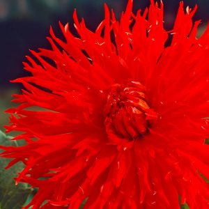 Apache yıldız çiçeği soğanı kaktüs çiçekli çap:14 cm