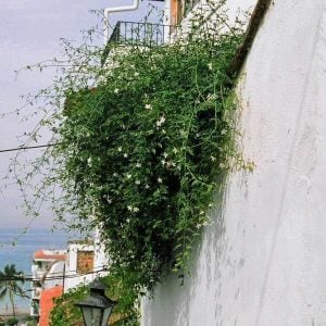 Yoğun parfüm kokulu İzmir yasemin fidanı French perfume poets jasmine