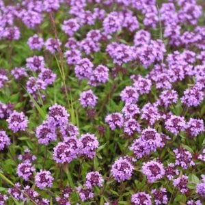 Geniş yapraklı kekik fidesi thymus pulegioides broad leaved thyme