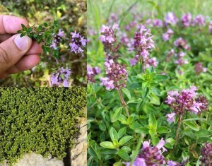 Geniş yapraklı kekik fidesi thymus pulegioides broad leaved thyme