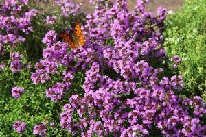 Geniş yapraklı kekik fidesi thymus pulegioides broad leaved thyme