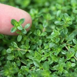 Geniş yapraklı kekik fidesi thymus pulegioides broad leaved thyme