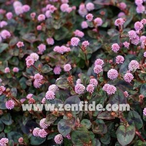 3 adet polygonum capitatum fidesi caramel candy