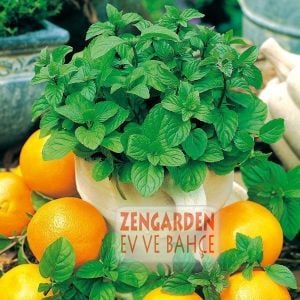 Portakallı granada nanesi fidesi mentha piperita granada orange mint