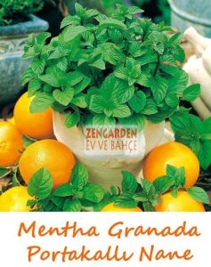 Portakallı granada nanesi fidesi mentha piperita granada orange mint