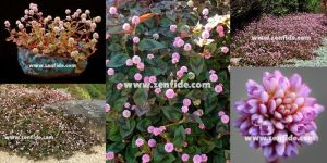 3 adet polygonum capitatum fidesi caramel candy