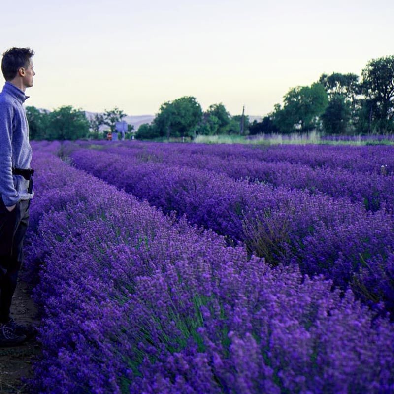 Erkenci Mavi Vienco lavanta fidanı lavandula angustifolia blue