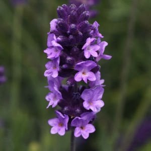 Erkenci Mavi Vienco lavanta fidanı lavandula angustifolia blue