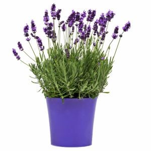 Erkenci Mavi Vienco lavanta fidanı lavandula angustifolia blue