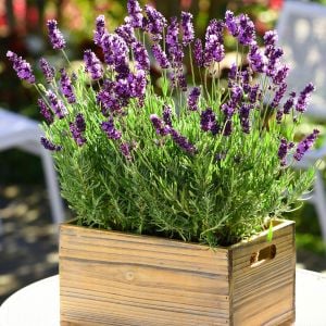 Erkenci Mavi Vienco lavanta fidanı lavandula angustifolia blue