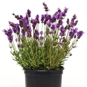 Erkenci Mavi Vienco lavanta fidanı lavandula angustifolia blue