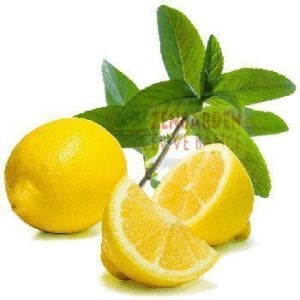 Limonlu isviçre nanesi fidesi mentha piperita swiss lemon mint