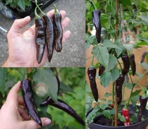 Pasilla banjio acı biber tohumu pasilla bajio hot pepper capsicum annuum