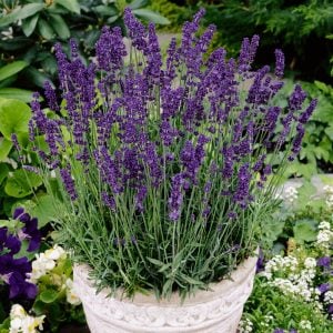 Ellagance purple mor lavanta fidesi saksılık lavandula