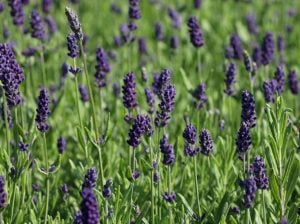 Ellagance purple mor lavanta fidesi saksılık lavandula