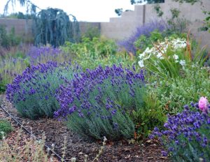 Ellagance purple mor lavanta fidesi saksılık lavandula