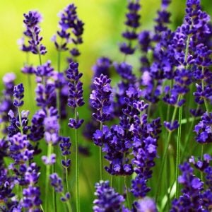 Ellagance purple mor lavanta fidesi saksılık lavandula