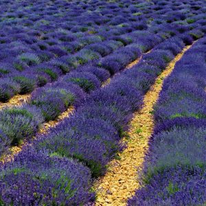 Ellagance purple mor lavanta fidesi saksılık lavandula