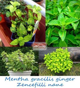 Zencefilli nane fidesi mentha gracilis ginger mint