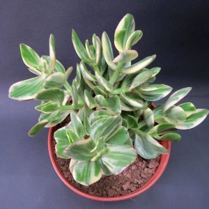 Crassula ovata variegata para ağacı jade plant