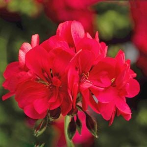 Parlak mercan sakız sardunya fidesi temprano hot coral pelargonium